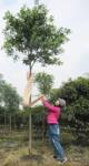 丹桂 红桂 高分支桂花 行道树 高品质桂花