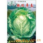 【实力企业证照齐全】超级争春甘蓝良种甘蓝种子