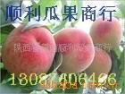 供应沙红桃/色泽艳 脆甜 硬度佳/红不软桃子基地/沙红桃价格