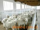 羊品种 羊价格 小尾寒羊 肉羊 种公羊