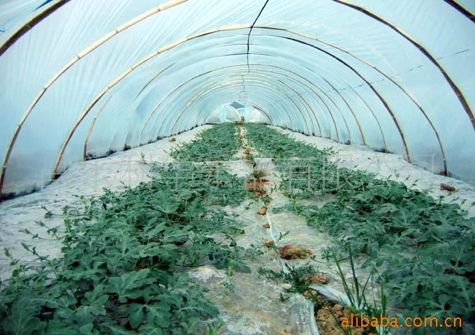 大量无籽西瓜(中介代理) 上市热销中,瓜类价格