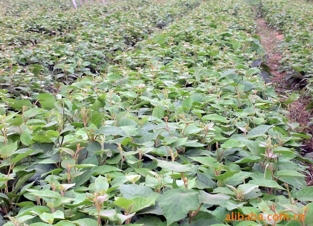 供应猕猴桃实生苗(图)