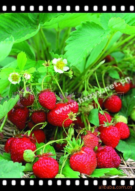 北京花仙子园艺 供应观果植物种子 观赏草莓种子