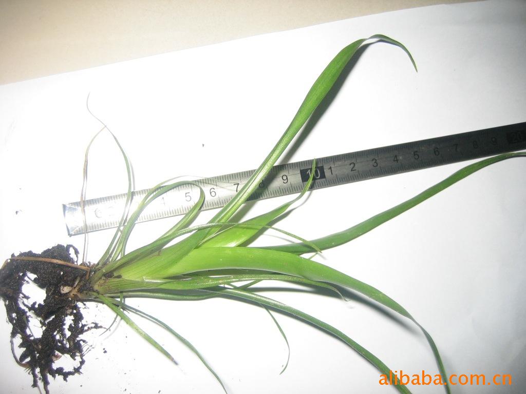 观赏凤梨-花卉植物种苗批发 优惠价自产室内高