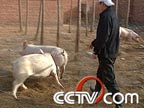 Ӣ�������������� ���볬�����