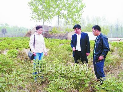 山东荷泽--地栽牡丹新品种受青睐