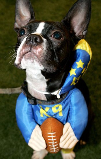 Halloween party for animals halloween 
