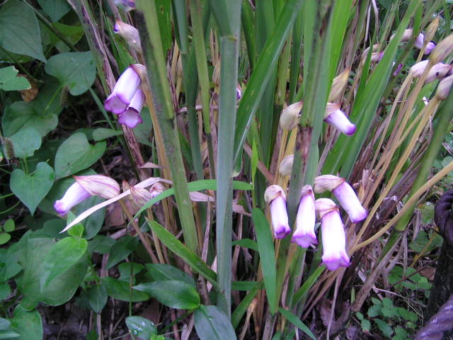 野菰,菰,不是一回事!