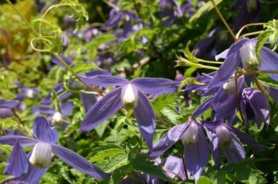大瓣铁线莲,偏远也难挡住你的美丽