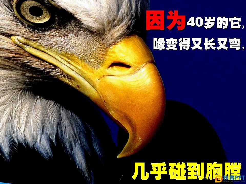 鹰之蜕变的启示 yc