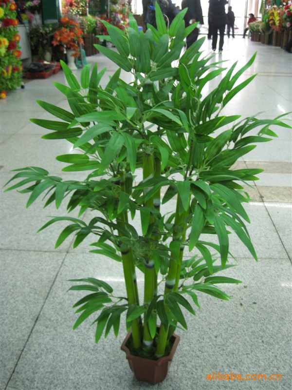 竹子- 竹子厂家 - 竹子价格 - 静芳花业厂家直销1343030626108 - 马可