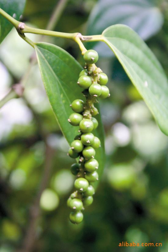 长期供应优质海南白胡椒