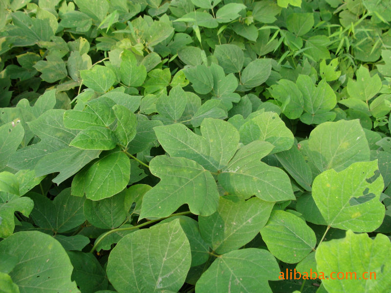 批发【野生】纯葛粉 清热解毒 降三高