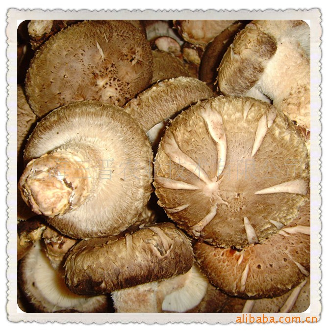 鲜香菇shitakemushroom
