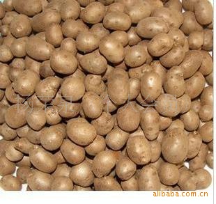 营养 保健 新产山药豆产地批发【预定价优】_其它种子_种子_供应_乐农