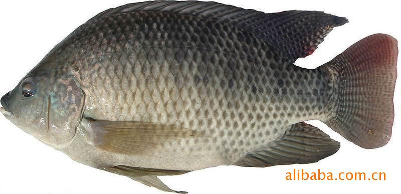 原料辅料,初加工材料 农产品 鲜活水产品 鱼类 供应淡水鱼苗  产品