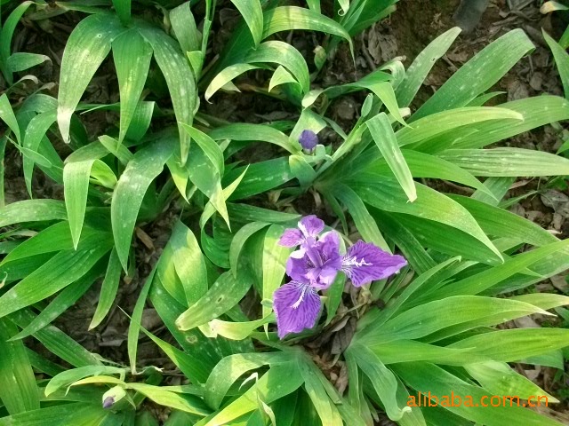 竹飞槐信息咨询（状师
免费咨询电话号码）
