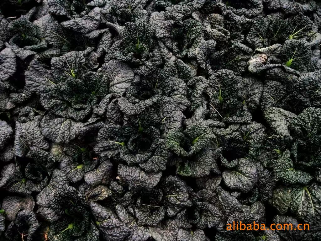 供应随州泡泡青-又名黑油白菜 口感好 无公害