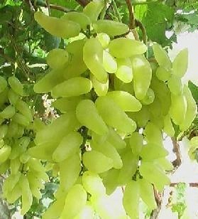 供应平度大泽山金手指葡萄苗