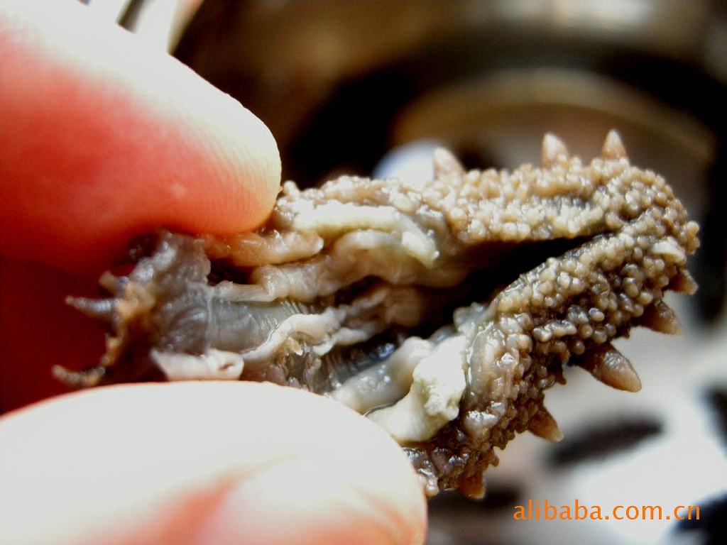 供应胶东半岛产优质淡干海参 - 丁福东 - 豆当店铺网