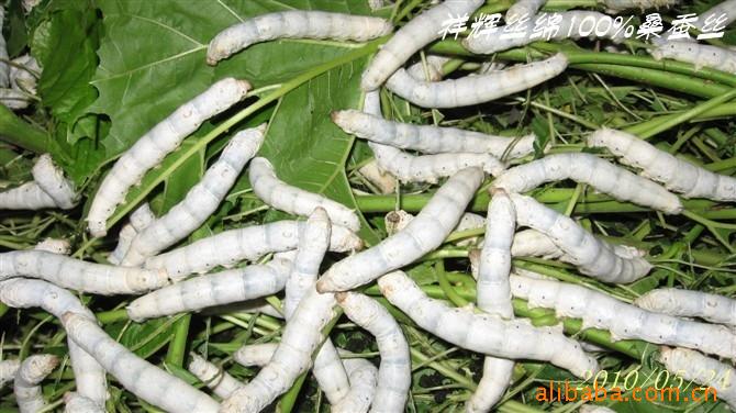 供应白色特级蛹春蚕丝绵 正品销售