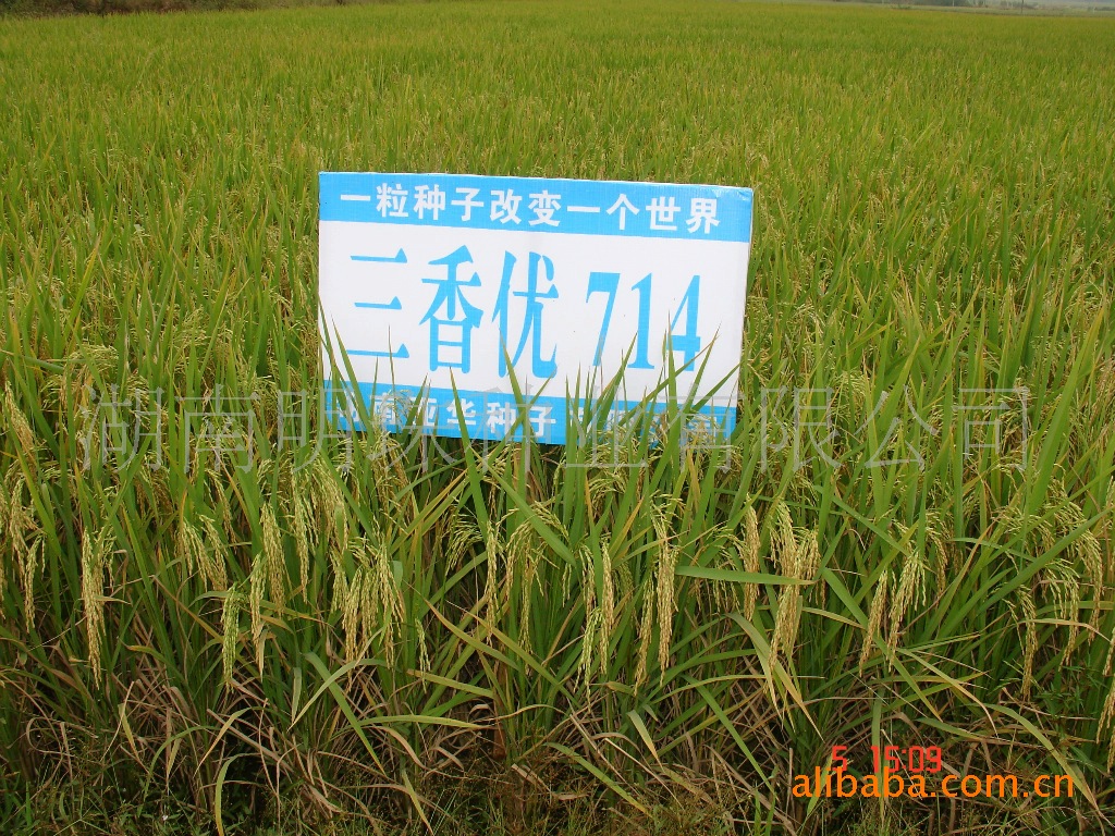 供应杂交水稻种子(三香优714)