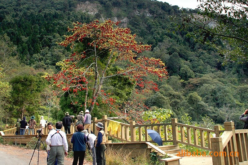 可再生能源----新树种——(毛叶)山桐子产业化技术输出和咨询