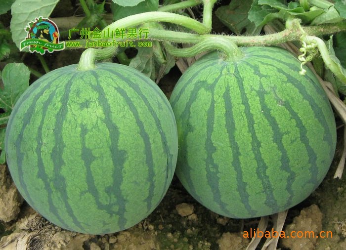 供应帅童种子超甜皮薄耐运先正达小型无籽西瓜