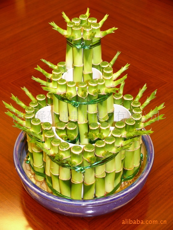 大量供应创意富贵竹—螺旋直弯竹 色绿质优