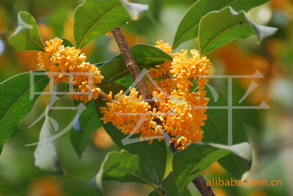 四季桂花灌木,四季桂花树,四季桂盆栽_大山谷图库