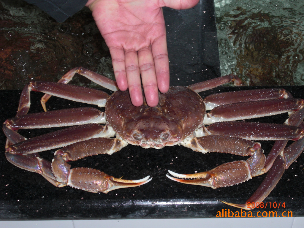 朝鲜鲜活板蟹
