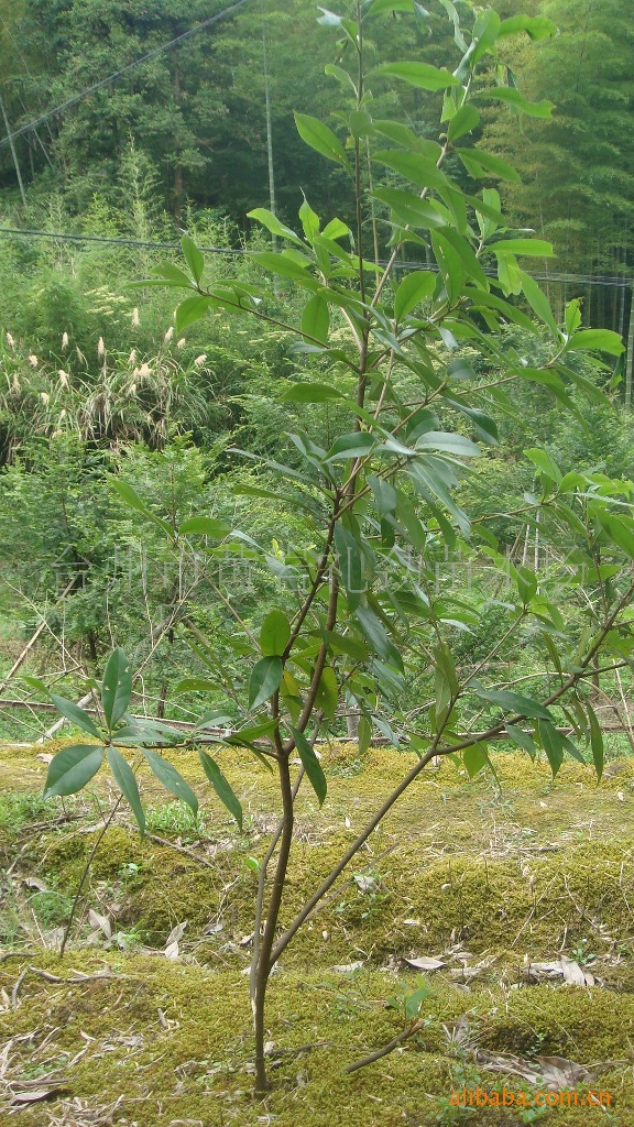 要想山庄驱蚊就种强效新型驱蚊树