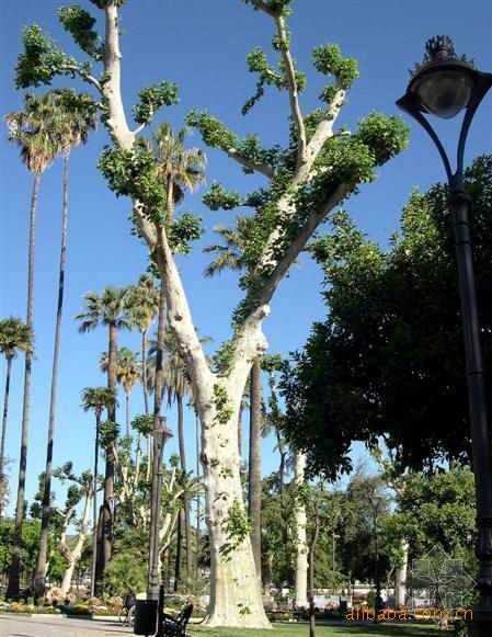 法桐:世界四大行道树之一