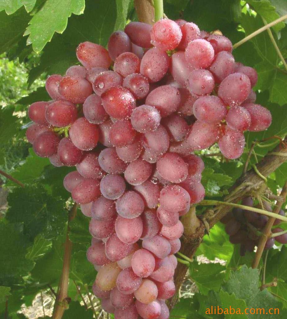 厂家出售克瑞森无核葡萄 粒大饱满 果色甜香 欢迎订购