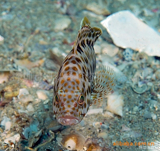 首頁 養殖 海水魚類 石斑魚 >海魚海產品野生石斑魚 凱祿公司-北部灣