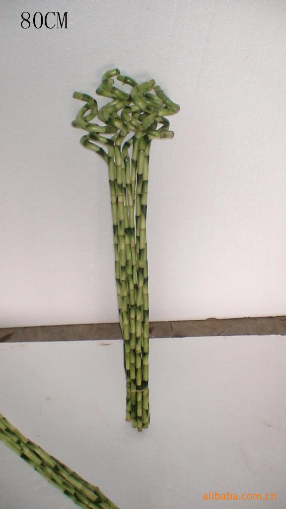 供应优质富贵竹--20cm螺旋弯竹图片_6