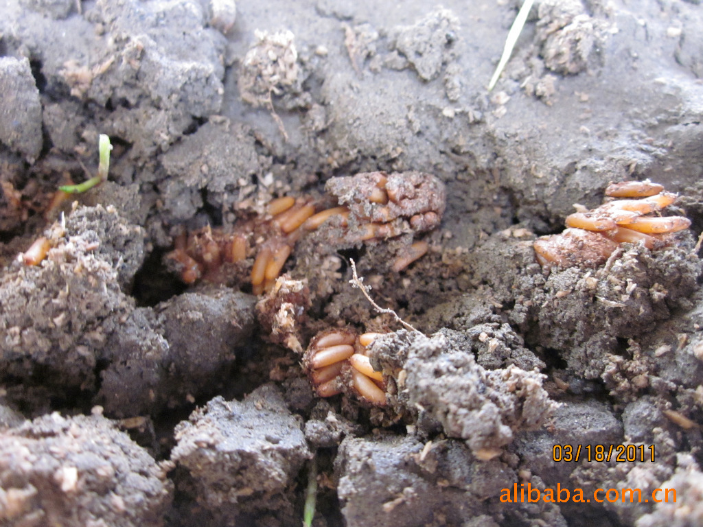 四川成都外南的牧山蝗虫养殖场低价供应优质蝗虫虫卵 并回收产品