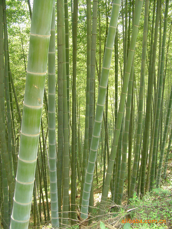 竹类植物-供应大量淡竹 菲白竹-竹类植物尽在阿里巴