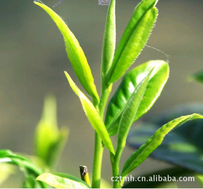 批发高质量 一级 绿茶 碧螺春 味香