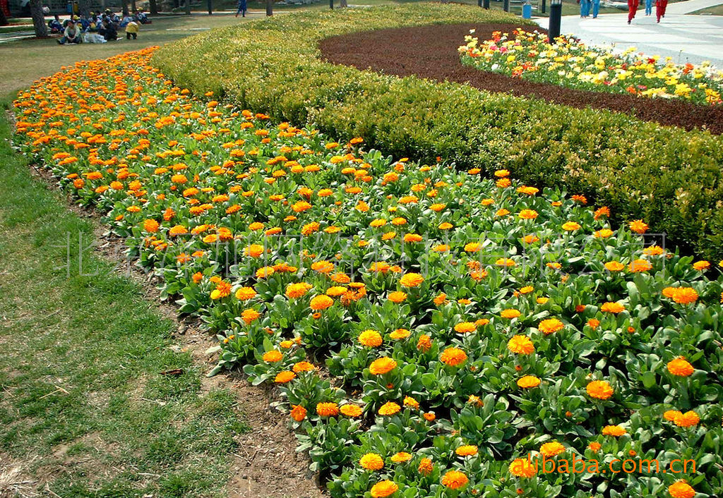 春季花坛常用花卉图片