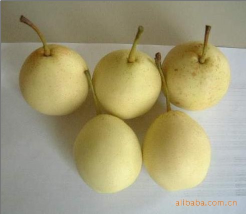 魏县鸭梨批发