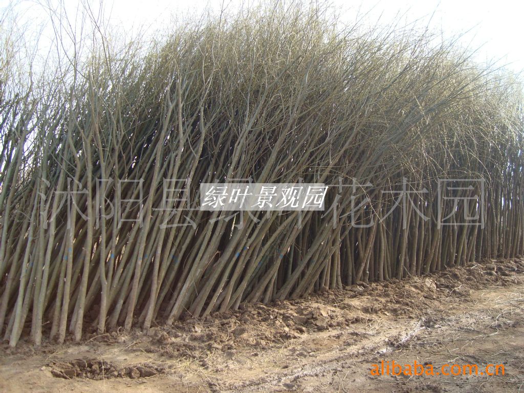 苏北易杨树花絮满天飞,湖北乌鸦满天飞,柳絮满天飞_大山谷图库