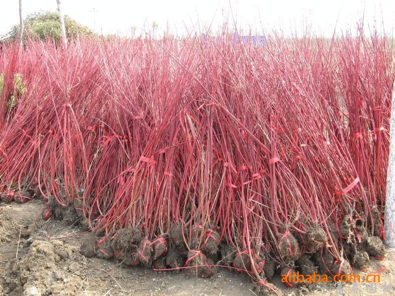 这个是客户订购的红木红瑞木3~4分枝高150公分拍的照片!