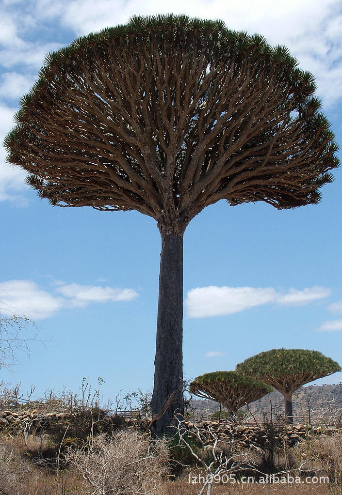 多枝分叉 大苗 龙血树 长寿植物 观叶植物 (生苗)