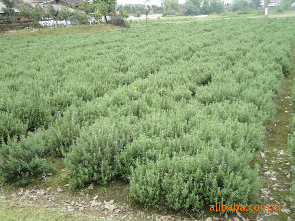 原料辅料,初加工材料 农产品 种子种苗 花卉种子种苗 香草盆栽迷迭香