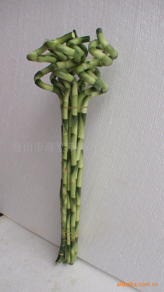 嘉宇园艺供应优质富贵竹--100cm螺旋弯竹