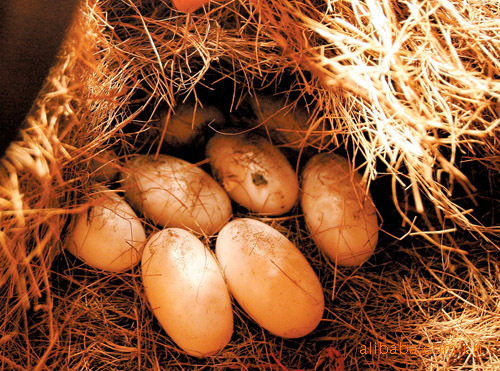 【高蛋白鳄鱼蛋】价格,批发,供应商厂家 - 河北鑫源家禽养殖厂