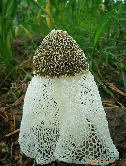 生产闻名海内外优质竹荪干品