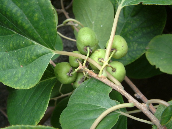 长白山野生鲜果冻果圆枣子猕猴桃