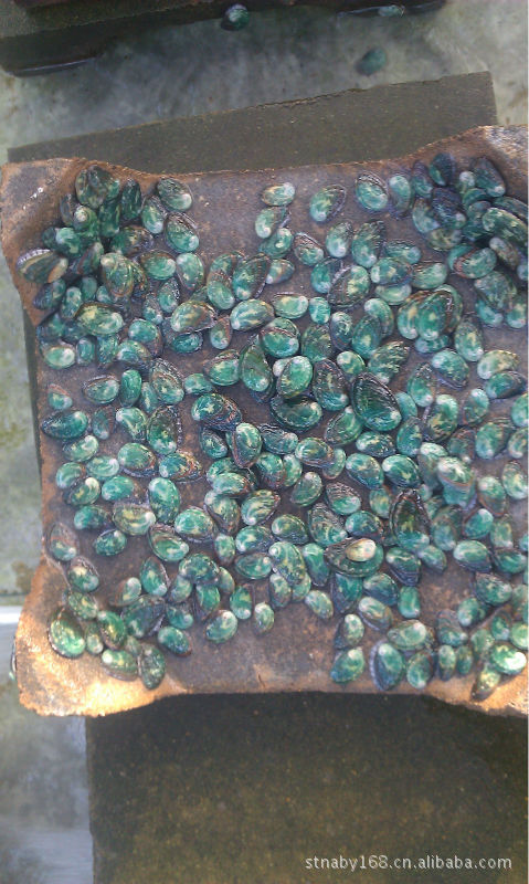 鲍鱼苗,皱纹盘鲍1.8-3公分,南澳鲍鱼苗,东山鲍鱼苗